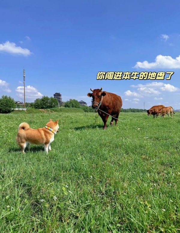 永旺配资端 狗狗撒欢却藏隐患，驱虫一次省心一个月，家人健康全靠它？