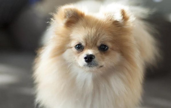 胜亿配资  博美犬超萌外表藏倔脾气，养它要花多少钱，你敢试吗？